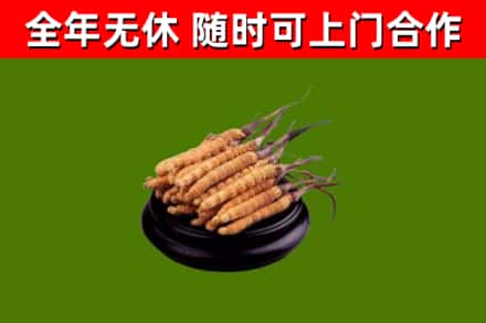 杭锦烟酒回收冬虫夏草.jpg